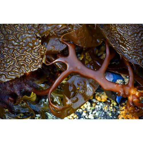 Alaska-Sitka-seaweed detail on beach